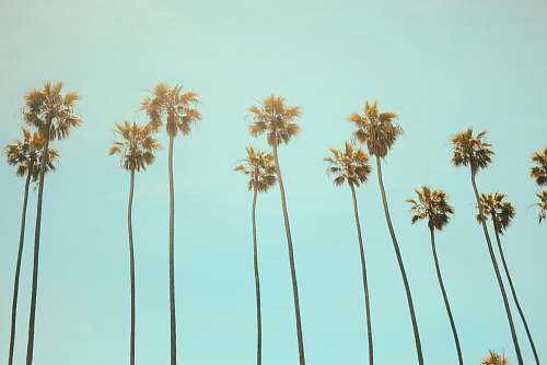 palm tree low angle photography coconut tree arecaceae